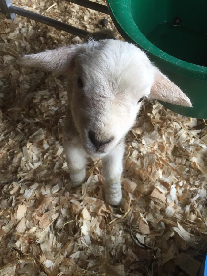 Wyvern Farm Garvestone Zewnętrze zdjęcie