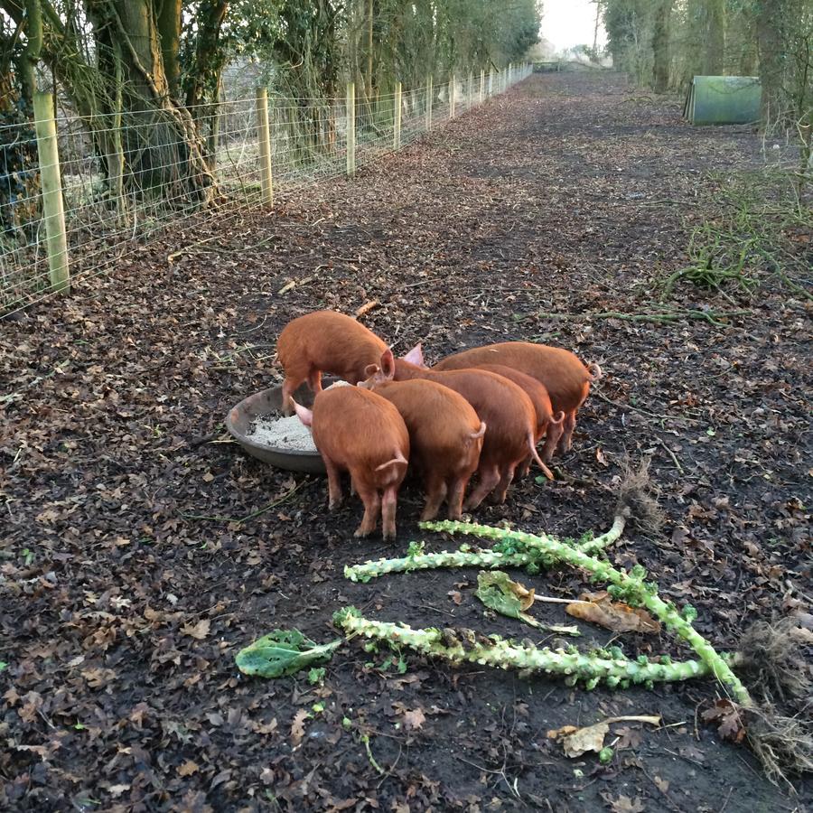 Wyvern Farm Garvestone Zewnętrze zdjęcie